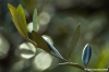 ulivo07
