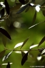ulivo12