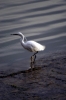 airone_arno01