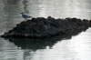 arno_gabbiano3_030223