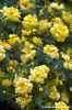 bourboniana1