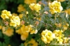 bourboniana2
