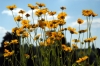 coeropsis_grandiflora1