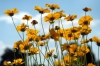 coeropsis_grandiflora3