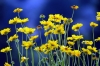 coeropsis_grandiflora4