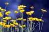 coeropsis_grandiflora6