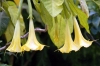 datura_cloranta1