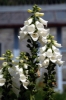 digitalis_purpurea