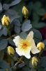 fiori_aicha1