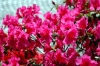 fiori_azalea1