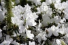 fiori_azalea2