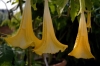 fiori_datura_cloranta