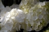 fiori_ortensia