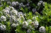 fiori_satureja_montana