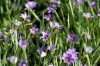 fiori_sisyrynchium
