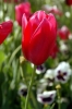 fiori_tulipani1