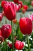 fiori_tulipani3