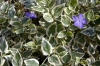 fiori_vinca_major_variegata