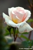giardino_delle_rose4_060507