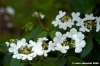 giardino_delle_rose6