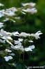 giardino_delle_rose7