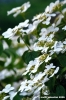 giardino_delle_rose8