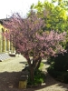 giardino_semplici004