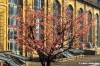 giardino_semplici103_45