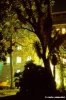 giardino_semplici156_32