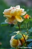 golden_celebration1