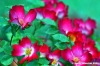 ibrido_floribunda.jpg