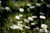 margherite_di_prato01