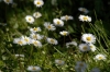 margherite_di_prato02