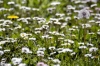 margherite_di_prato06