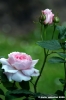 mary_rose1