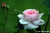 mary_rose2