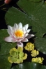 ninfea01