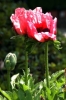 papaver_orientale01