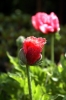 papaver_orientale03