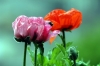 papaver_orientale07