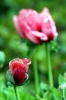 papaver_orientale11
