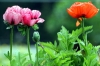 papaver_orientale12