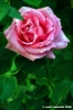 princess_margaret1