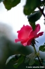 princess_margaret2