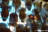 rivoire_pasqua06
