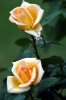 rosa_annabella2