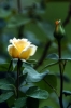 rosa_annabella3