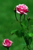 rosa_carina
