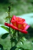rosa_con_afidi1