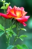 rosa_con_afidi2